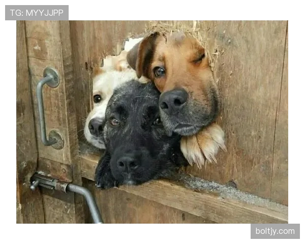 常园家的狗都比你我吃得讲究